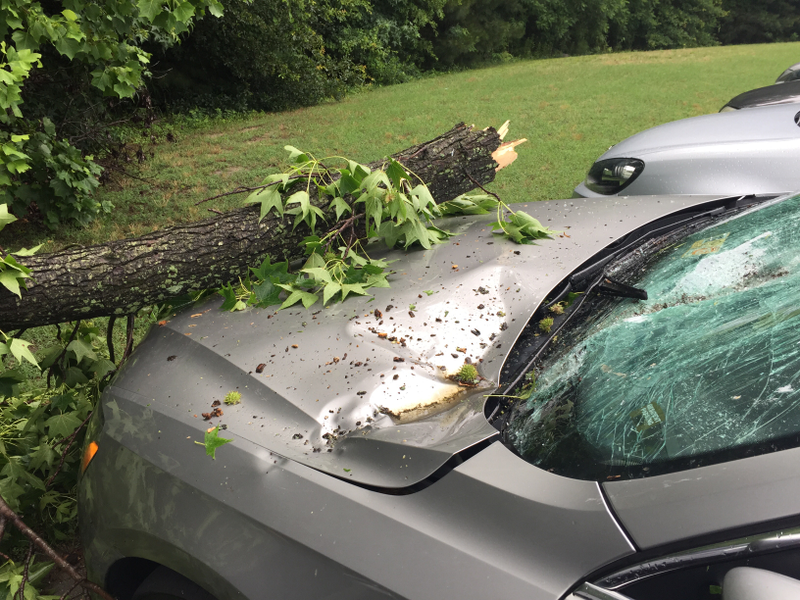 Illustration for article titled Crazy weather + trees + dealer lot = this...